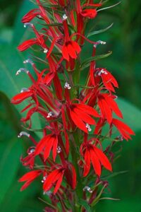 Cardinal flower in bloom.