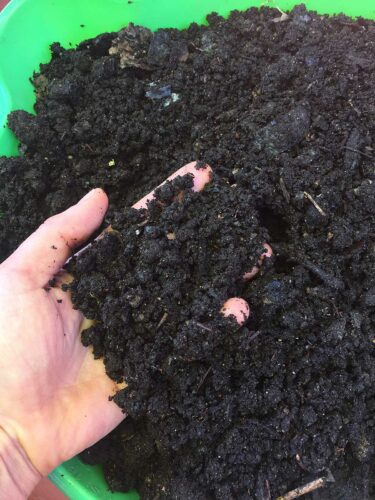 Hand holding pile of compost.