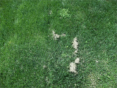 Grass clippings