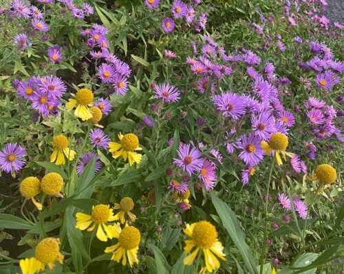 Native wildflowers.