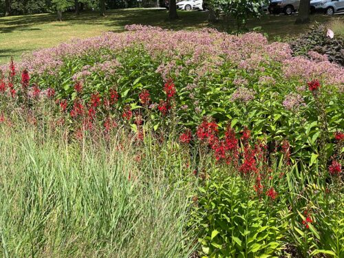 Native plants in local garden.