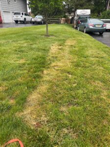 Lawn with area cut too short.
